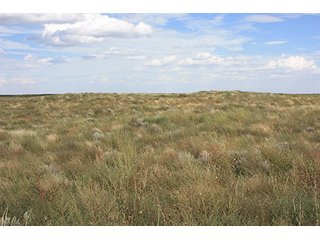 Property photo 49 - LAND AUCTION, 3255+/- Acres offered in 13 Tracts
